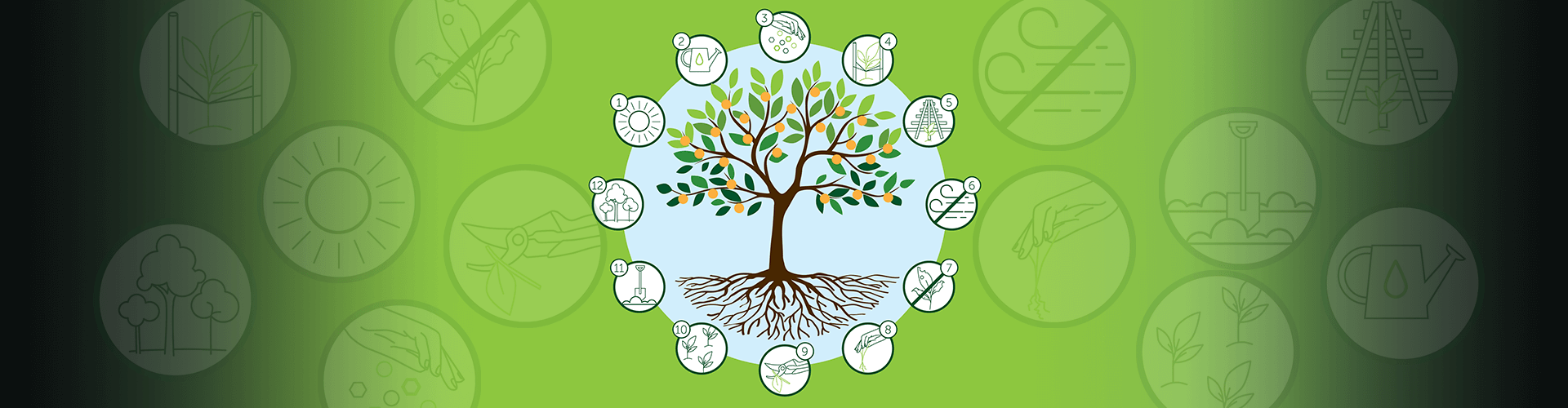 Fruit tree with oranges and white circles of gardening illustrations surrounding it on green background