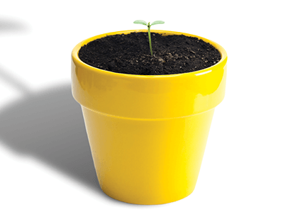  Small tree growing out of yellow pot