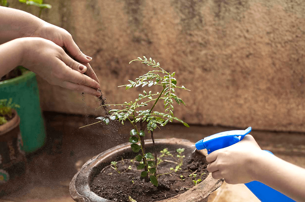 Two people taking care of growing plant